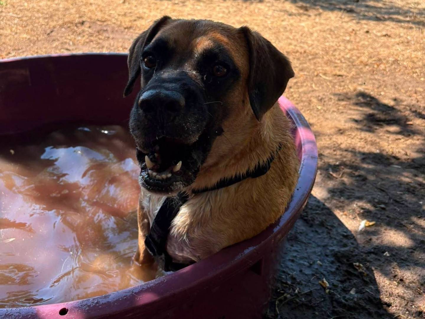 Adotta il cane DANTE a Caserta