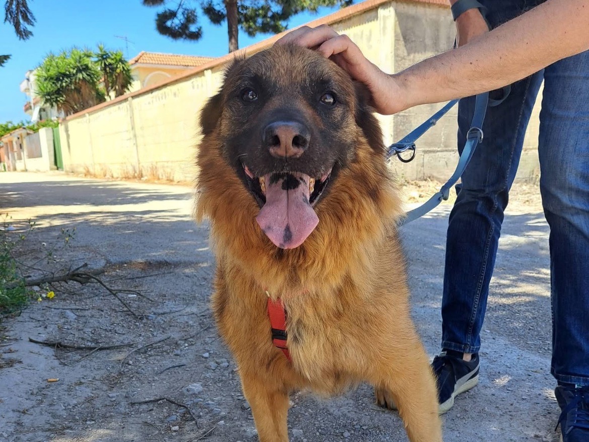 Adozione cane, maschio, Volpino di Pomerania Razza sconosciuta, 9 anni e 3 mesi, taglia media, Caserta