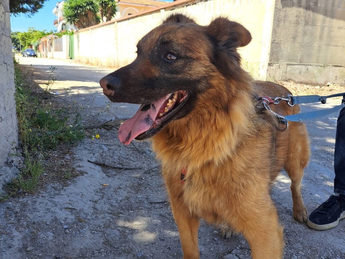 Adotta un cane, taglia media, maschio, Caserta