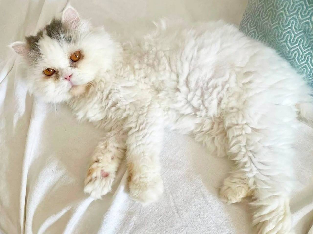 Adozione gatto, maschio, Razza sconosciuta Razza sconosciuta, 5 anni e 8 mesi, taglia non valida, Torino
