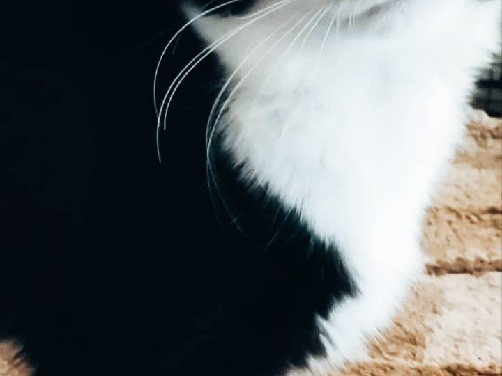 Foto 3 dell'animale