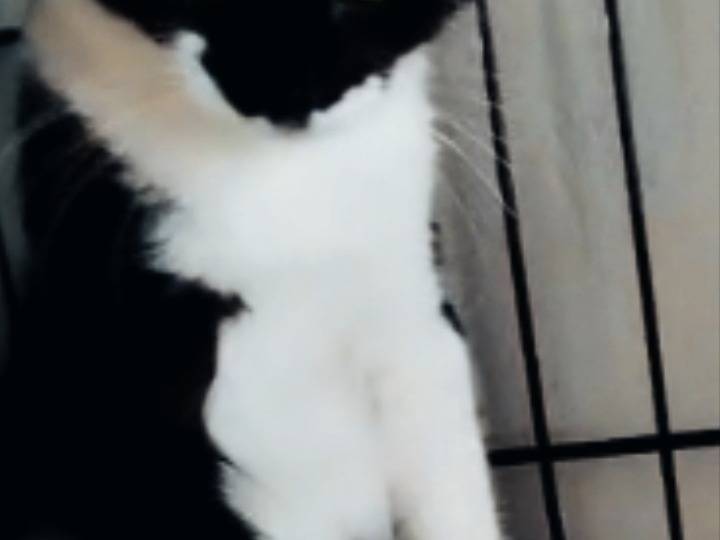 Vuoi adottare un gatto a Pisa?