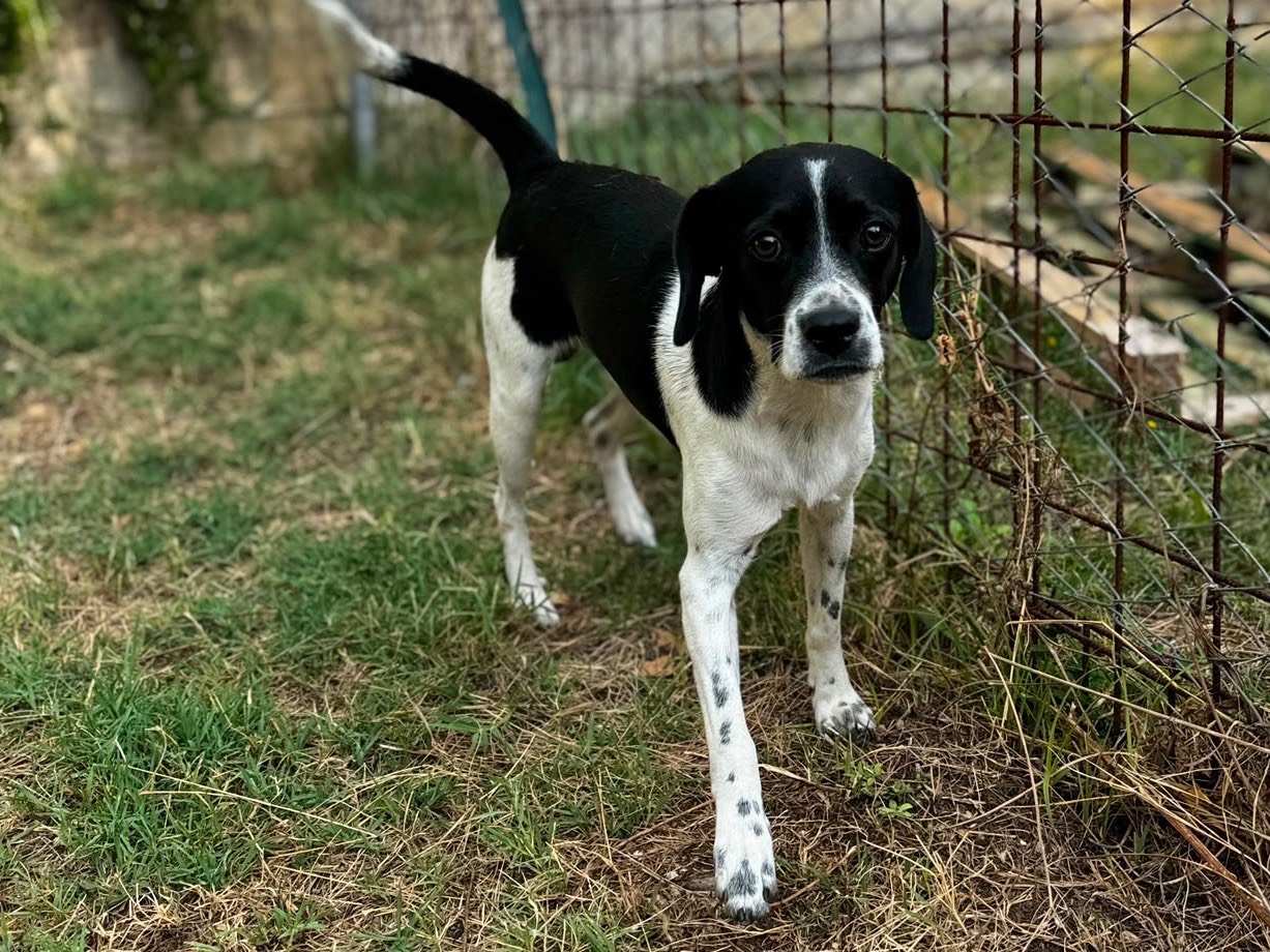 Adotta un cane, maschio, 1 anno, Frosinone