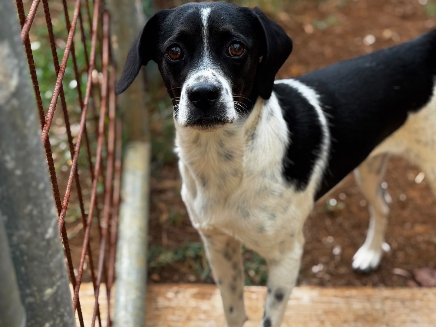 Adozione cane, maschio, Razza sconosciuta Razza sconosciuta, 1 anno, taglia media contenuta, Frosinone