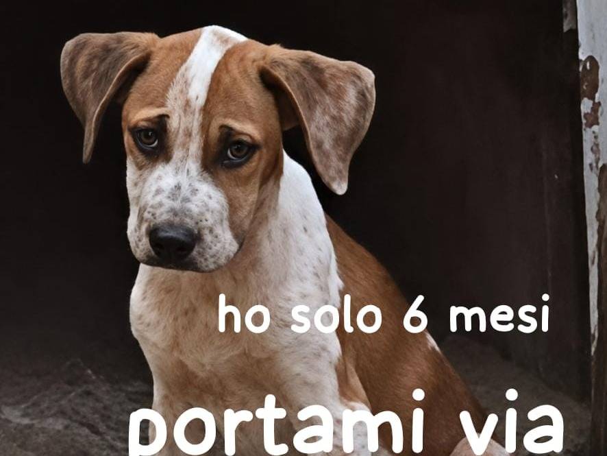 Adozione cane, femmina, Pitbull Razza sconosciuta, 6 mesi, taglia media, Genova