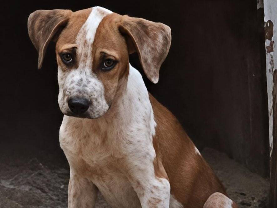 Adotta un cane, femmina, 6 mesi, Genova