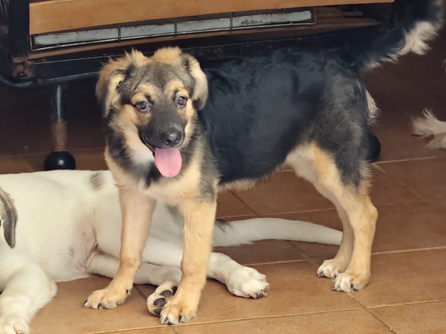 Adozione cane, femmina, Razza sconosciuta Razza sconosciuta, 4 mesi, taglia media contenuta, Barletta