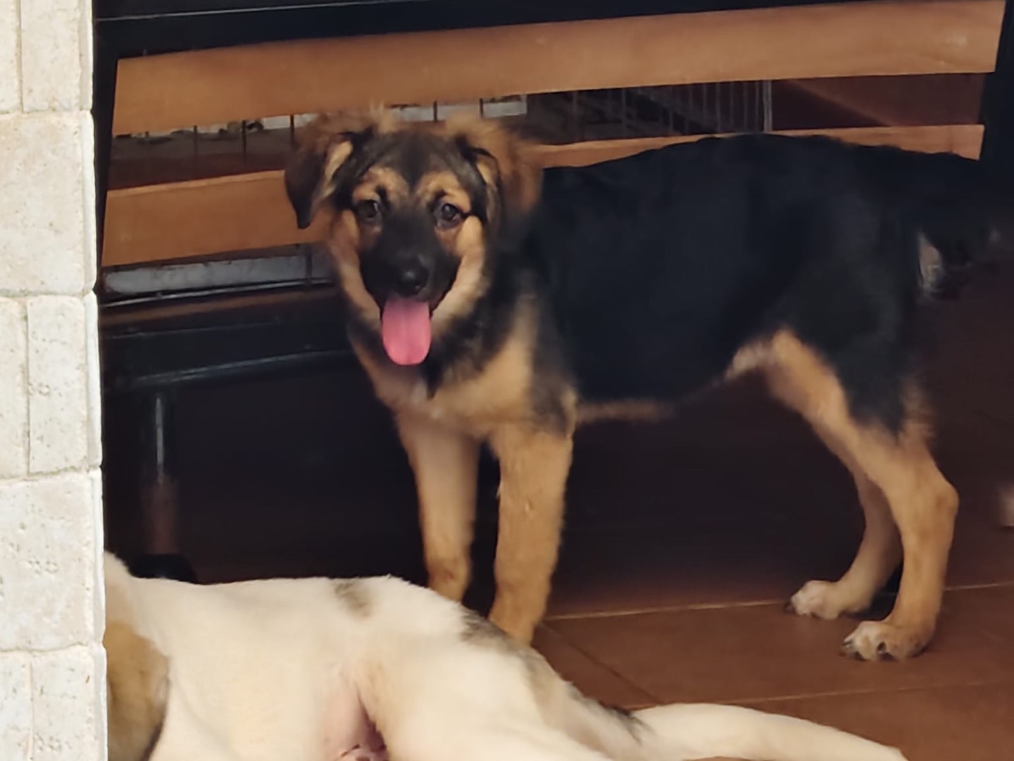 Adotta un cane, femmina, 4 mesi, Barletta