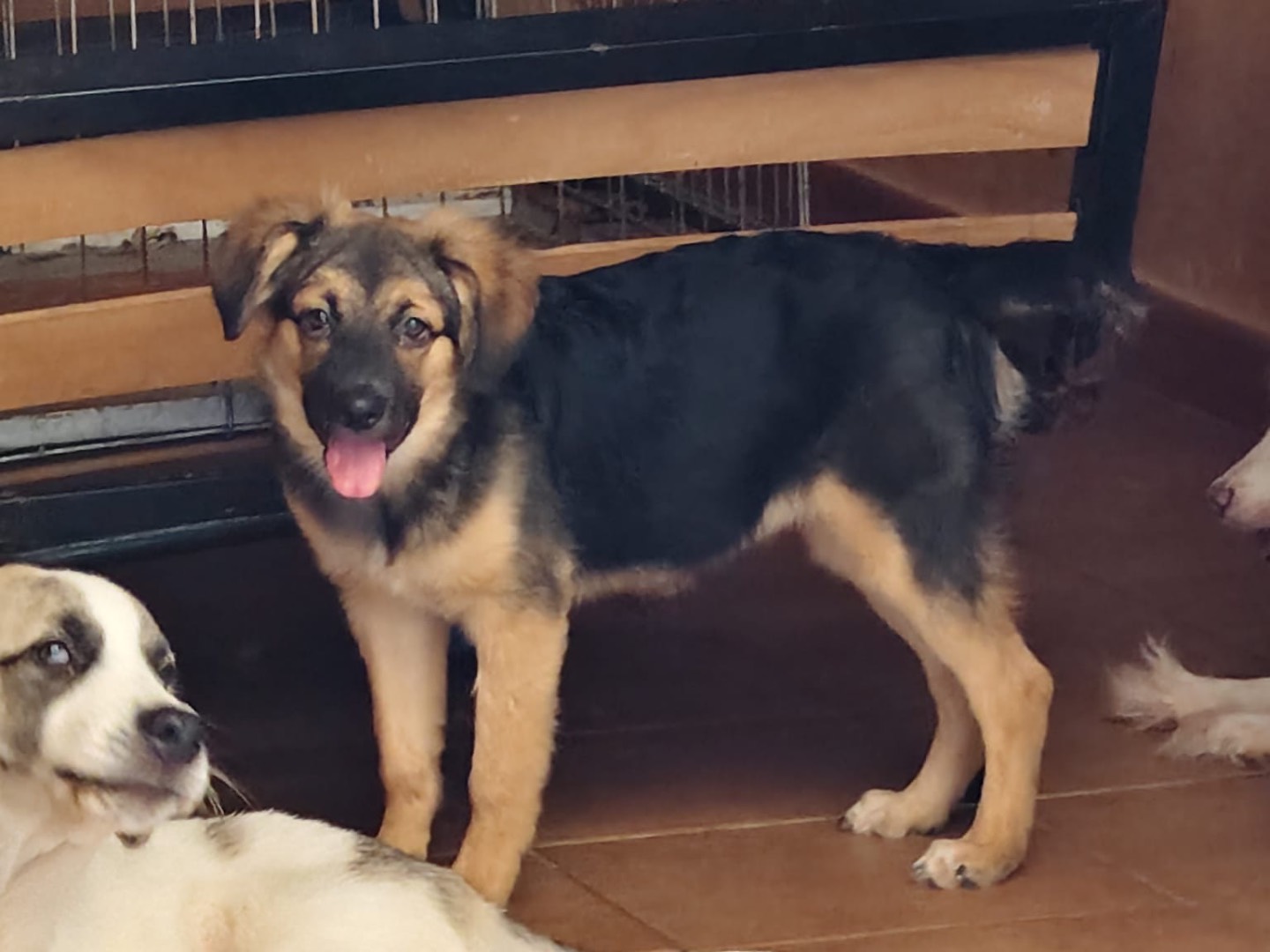 Adotta un cane, taglia media contenuta, femmina, Barletta
