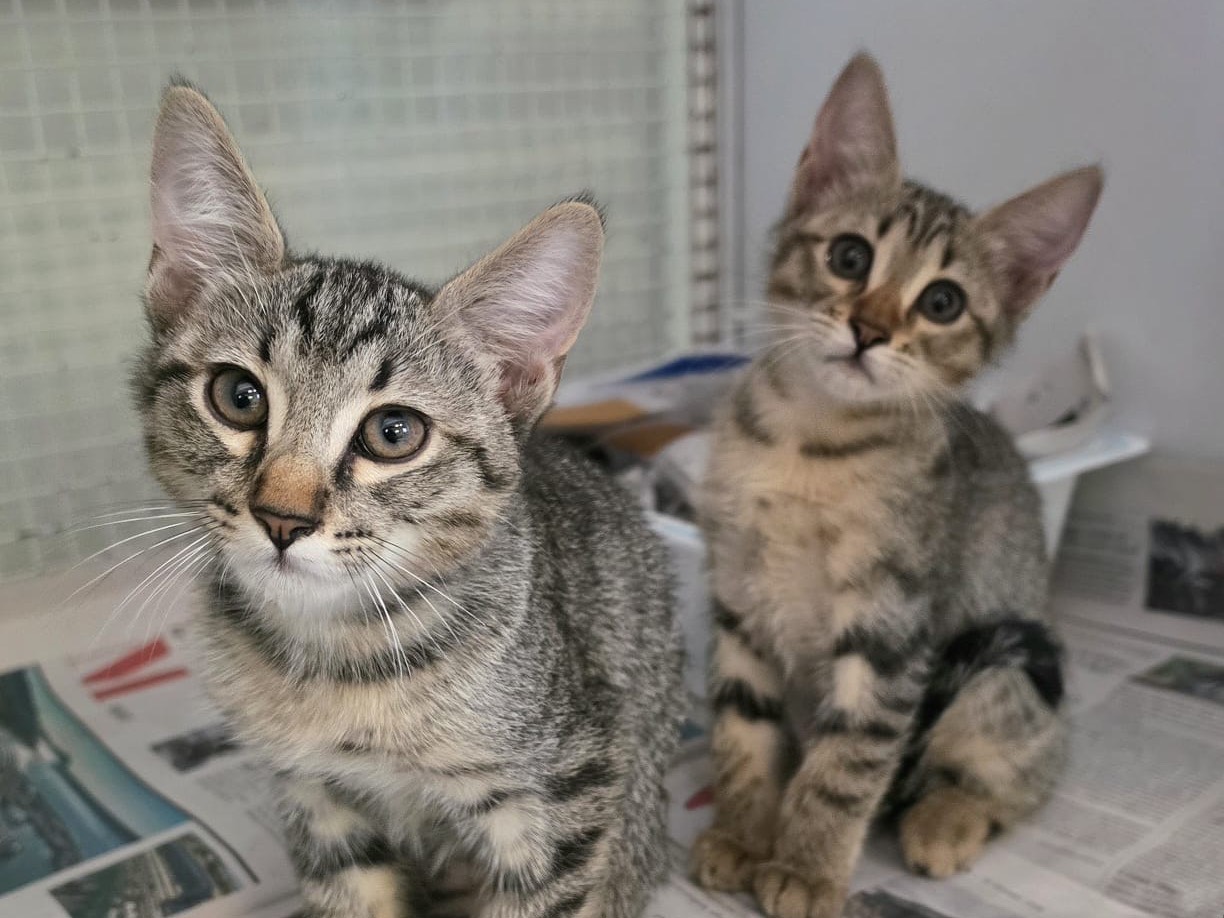 Adozione gatto, femmina, Razza sconosciuta Razza sconosciuta, 3 mesi, taglia non valida, Bologna