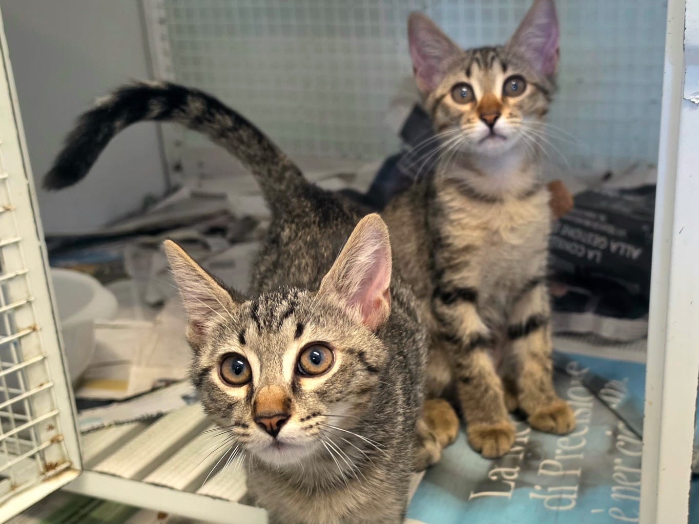 Adotta un gatto, femmina, 3 mesi, Bologna