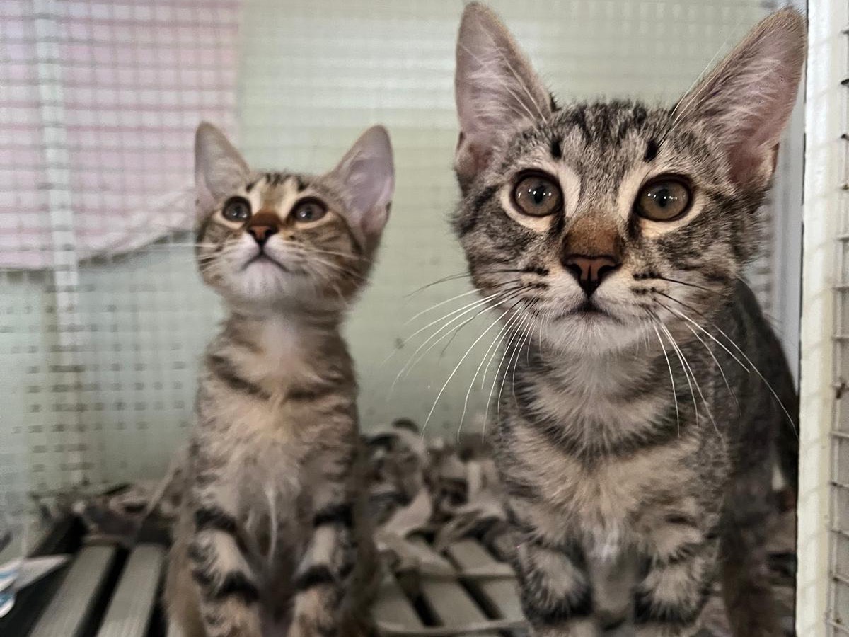 Adotta un gatto, taglia non valida, femmina, Bologna