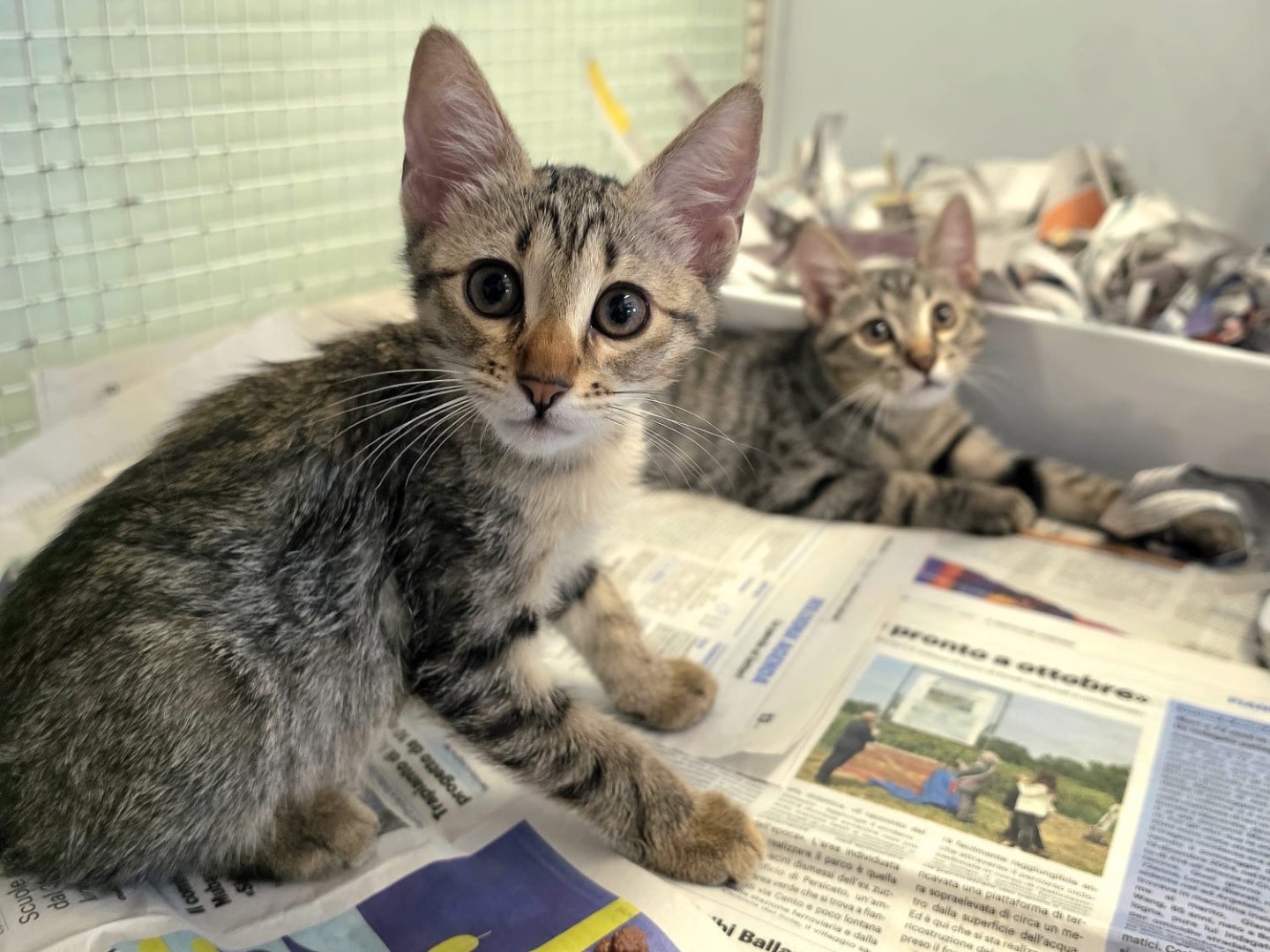 Vuoi adottare un gatto a Bologna?
