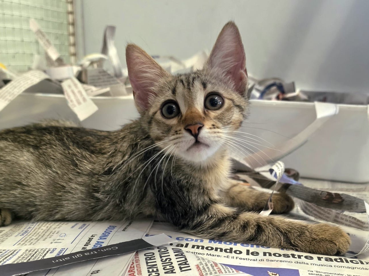 Adotta il gatto Bobo e Lola a Bologna