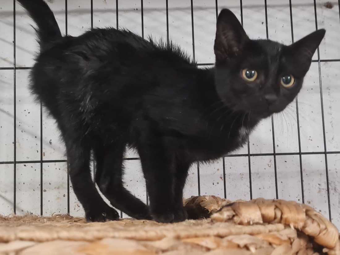 Adotta un gatto, maschio, 3 mesi, Trento