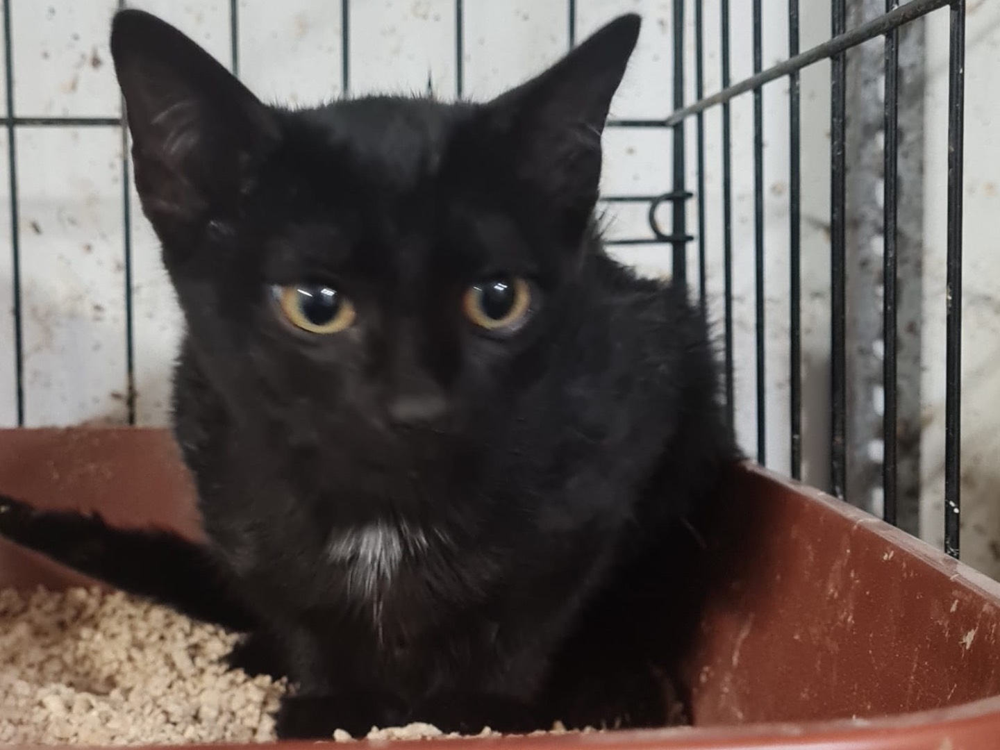 Adotta un gatto, taglia non valida, maschio, Trento