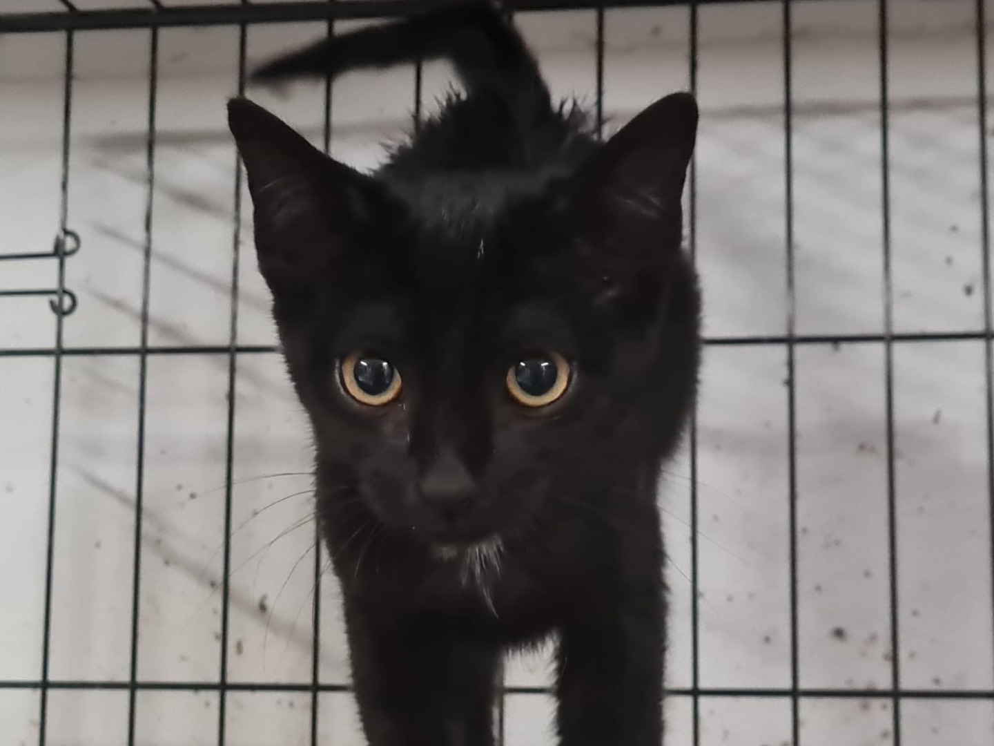 Adozione gatto, maschio, Razza sconosciuta Razza sconosciuta, 3 mesi, taglia non valida, Trento