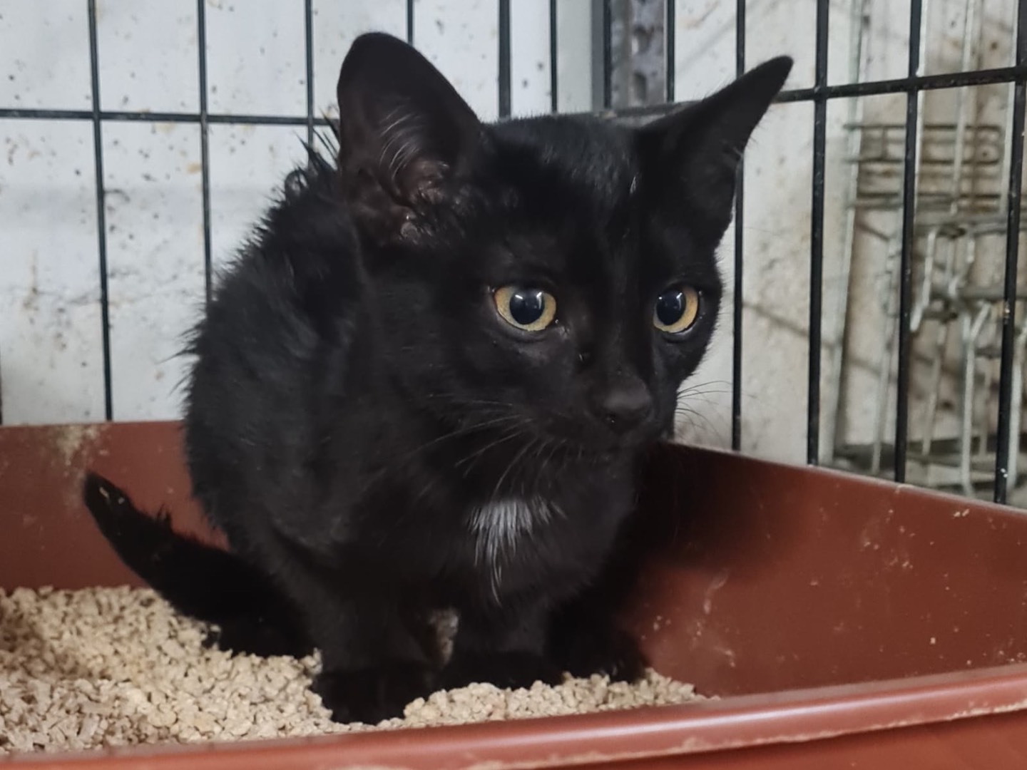 Vuoi adottare un gatto a Trento?