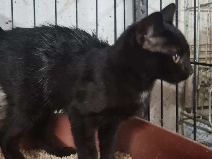 Adotta il gatto Felix a Trento