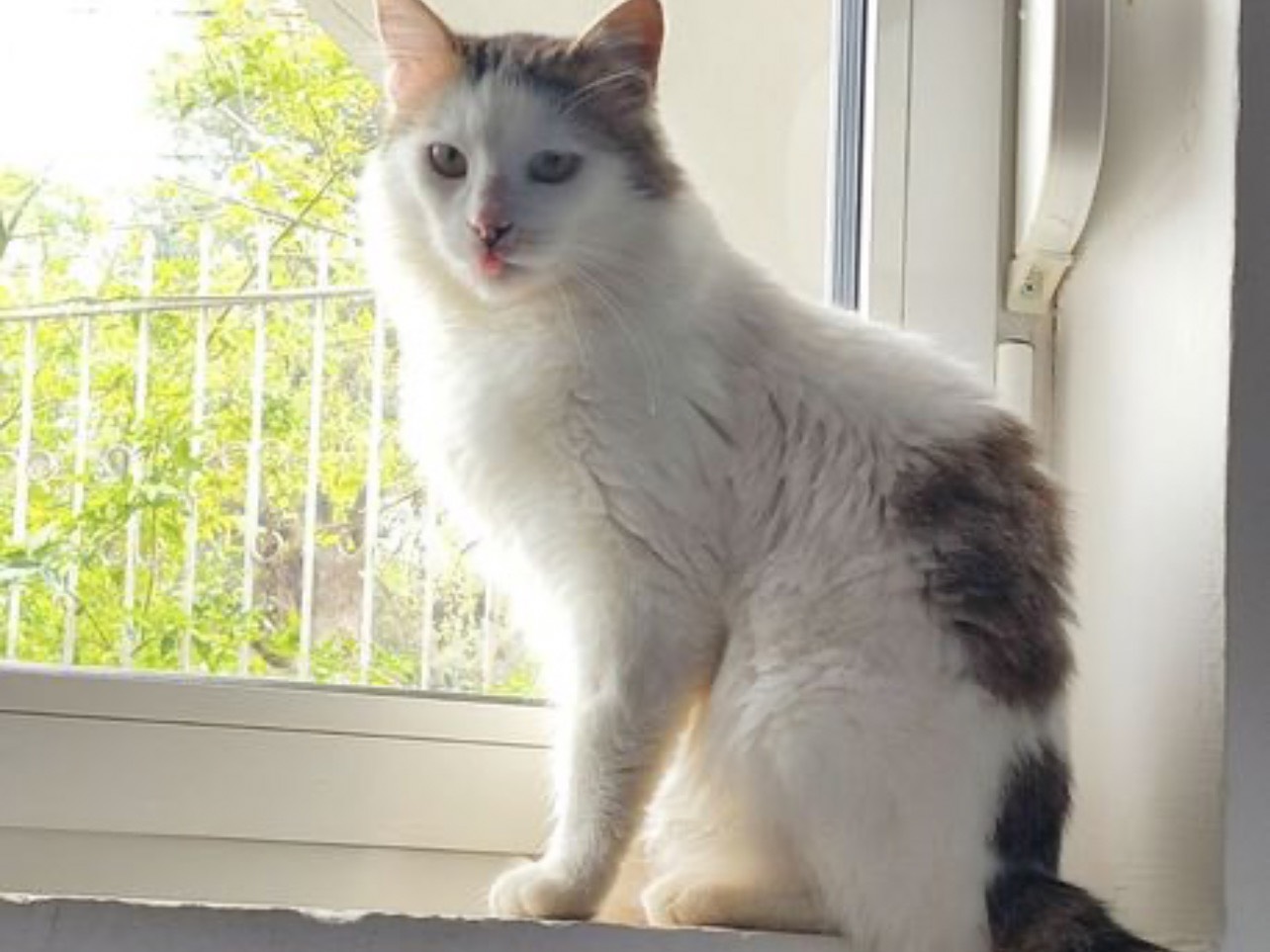Adozione gatto, maschio, Razza sconosciuta Razza sconosciuta, 1 anno e 6 mesi, taglia non valida, Milano