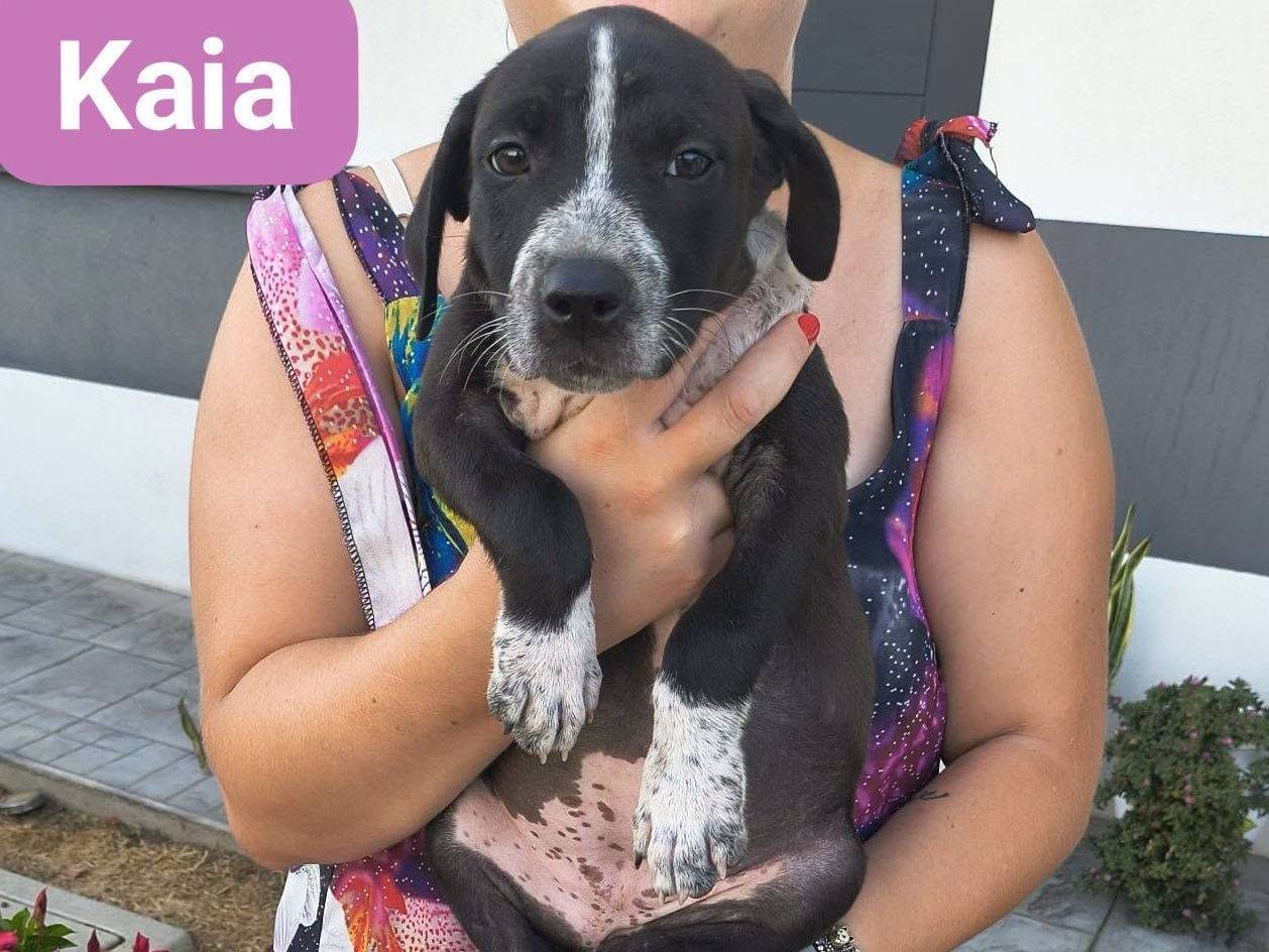 Adozione cane, femmina, Razza sconosciuta Razza sconosciuta, 2 mesi, taglia media contenuta, Crotone
