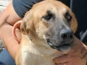 Adozione cane, femmina, Pastore tedesco Razza sconosciuta, 8 mesi, taglia media, Crotone