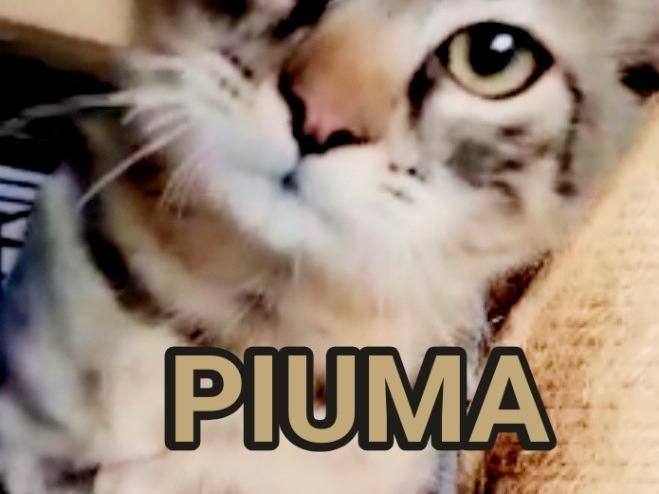 Foto 1 dell'animale