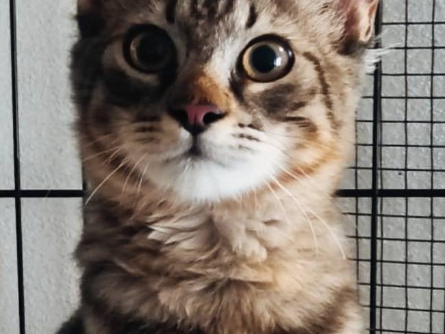Adotta il gatto PIUMA a Pisa