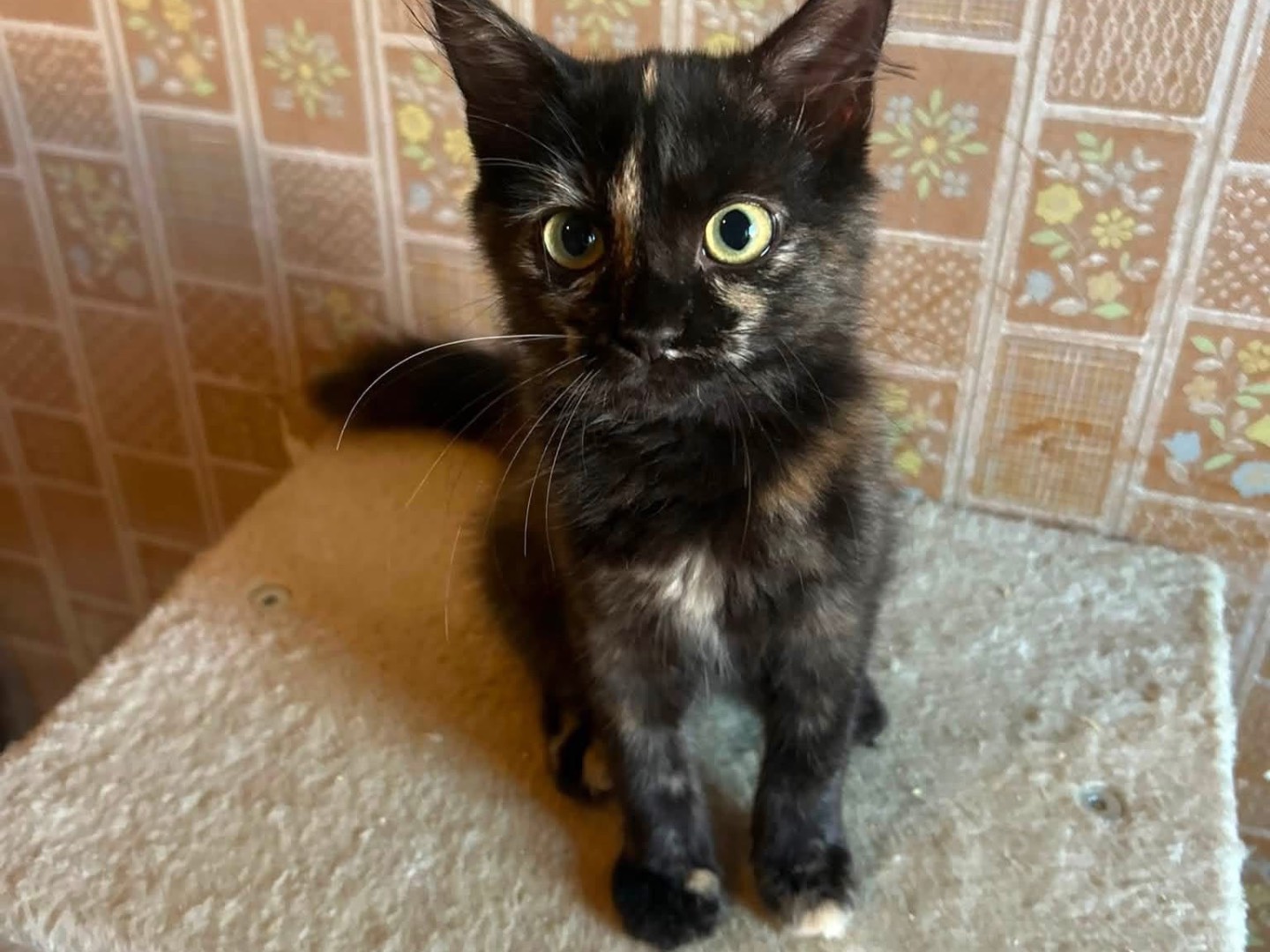 Adozione gatto, femmina, Razza sconosciuta Razza sconosciuta, 3 mesi, taglia non valida, Siracusa
