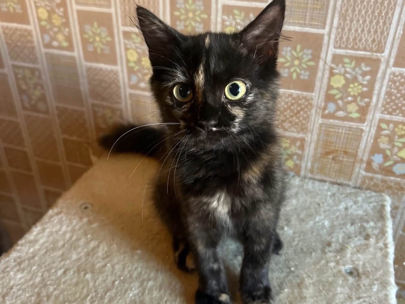 Adotta un gatto, femmina, 3 mesi, Siracusa