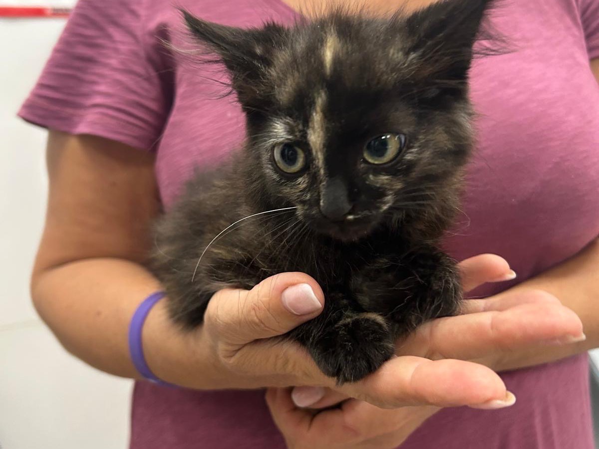 Adozione gatto, femmina, Certosino  Siamese, 3 mesi, taglia non valida, Siracusa