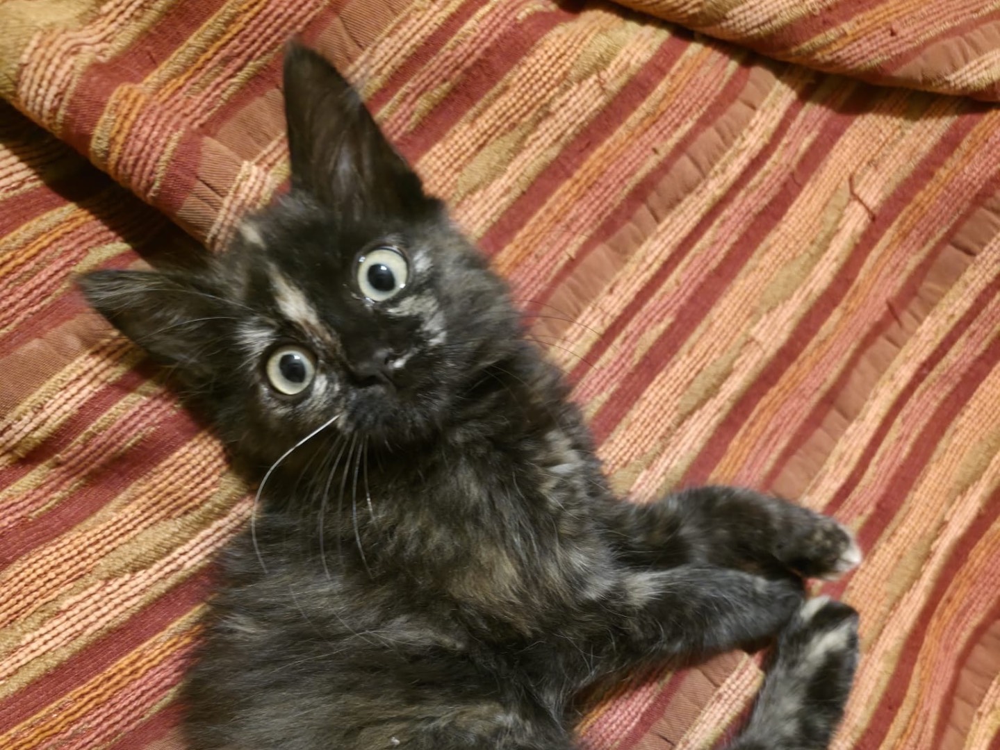 Adotta un gatto, femmina, 3 mesi, Siracusa