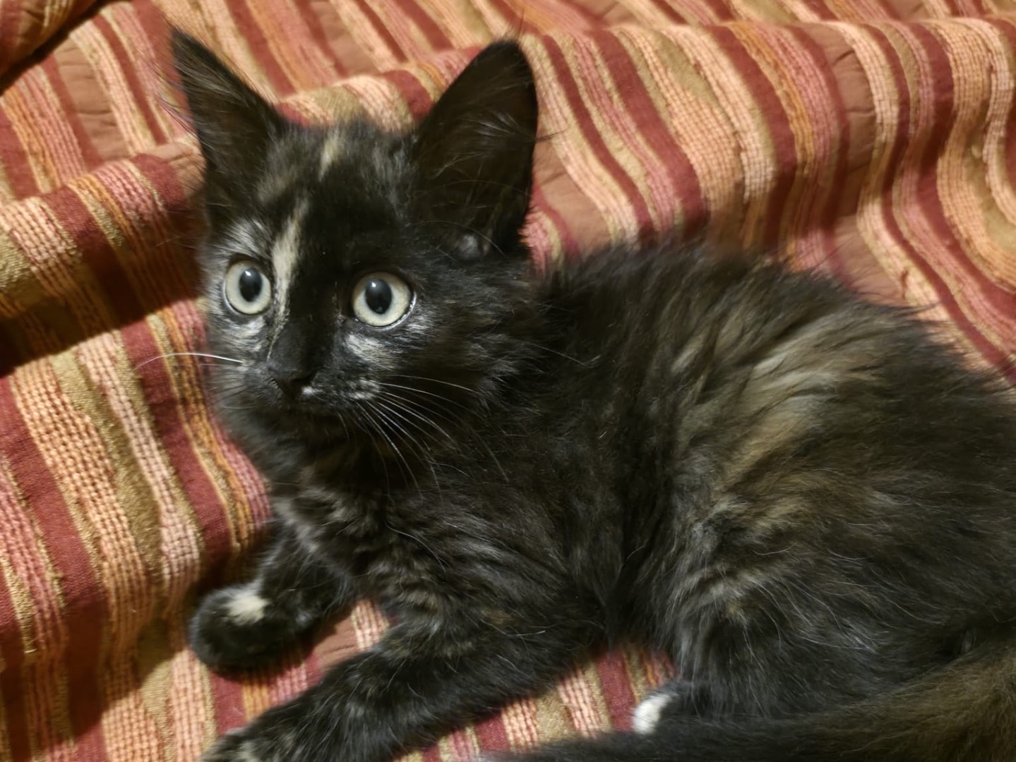 Adotta un gatto, taglia non valida, femmina, Siracusa