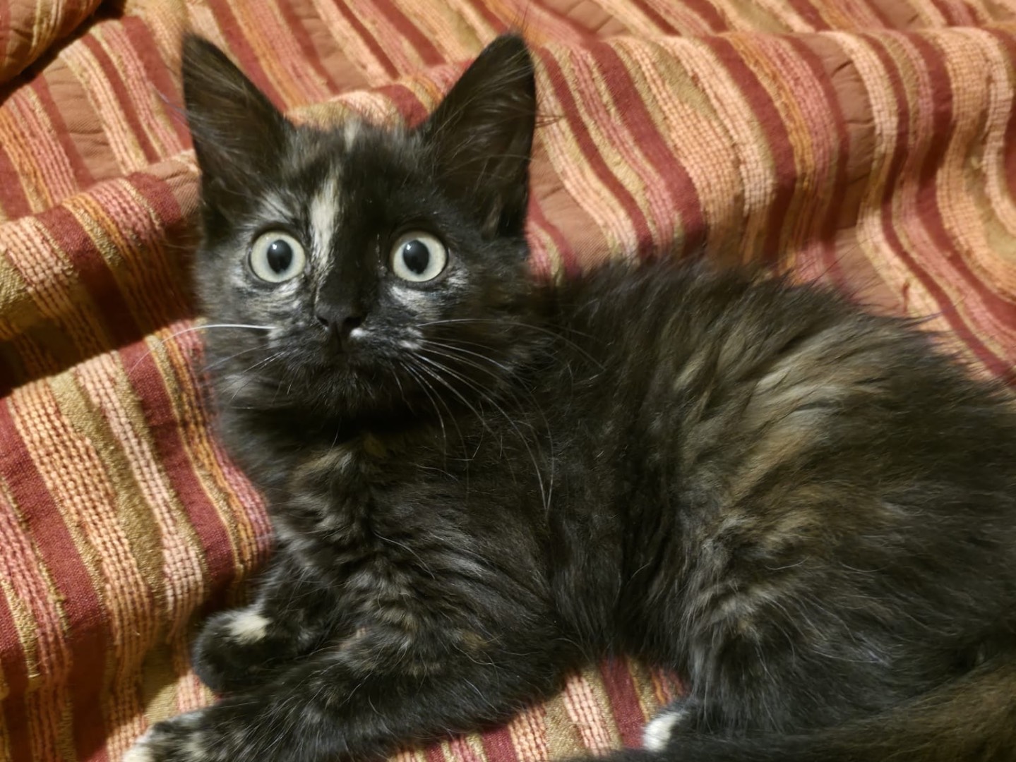 Vuoi adottare un gatto a Siracusa?