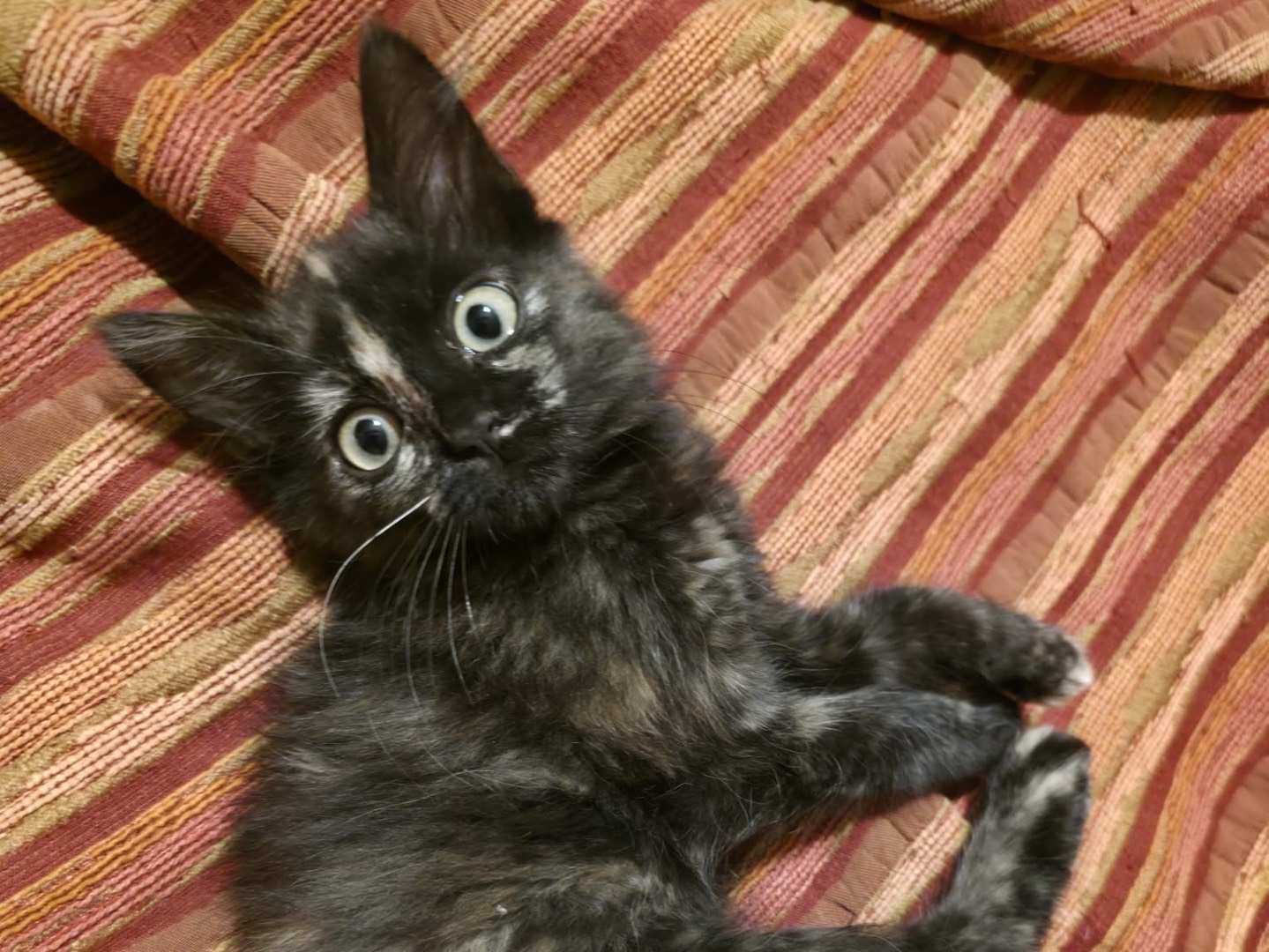 Adotta il gatto Mia a Siracusa