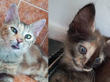 Adozione gatto, femmina, Razza sconosciuta Razza sconosciuta, 2 mesi, taglia non valida, Catanzaro