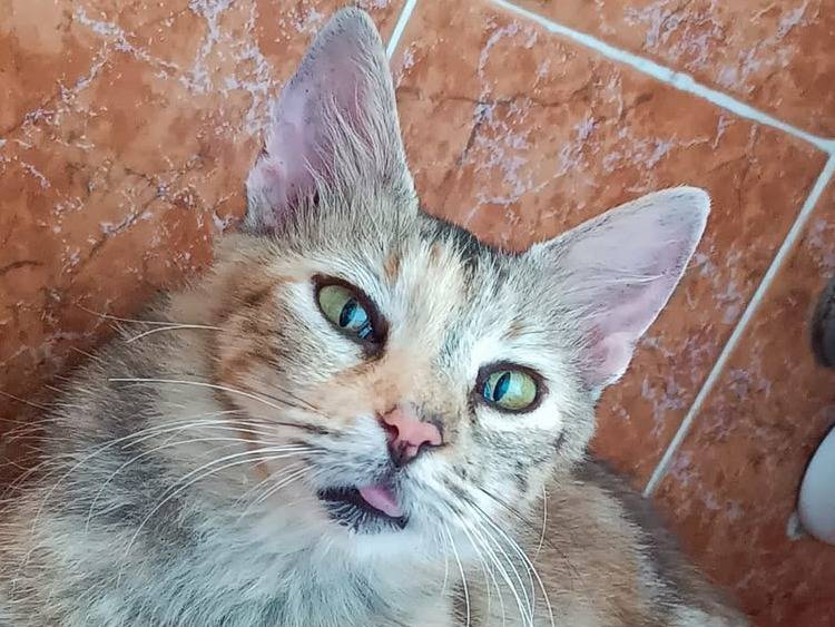 Adotta un gatto, femmina, 2 mesi, Catanzaro