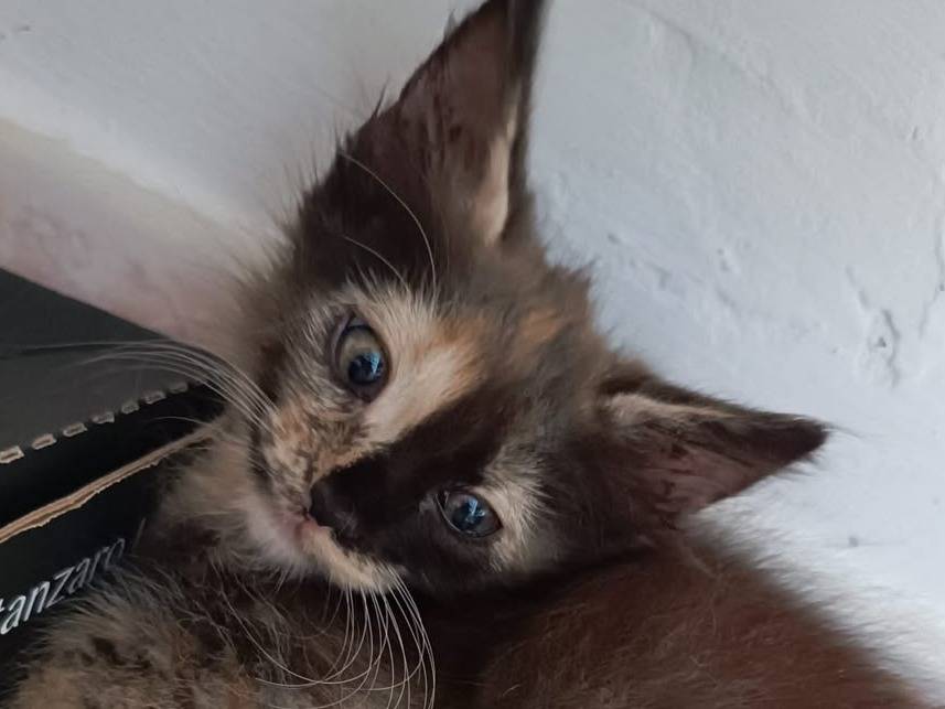 Adotta un gatto, taglia non valida, femmina, Catanzaro