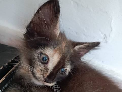 Vuoi adottare un gatto a Catanzaro?