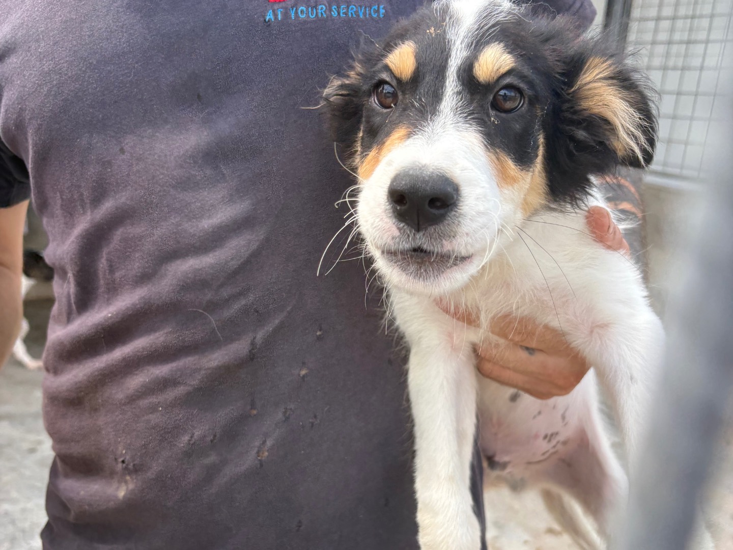 Adotta un cane, maschio, 4 mesi, Frosinone