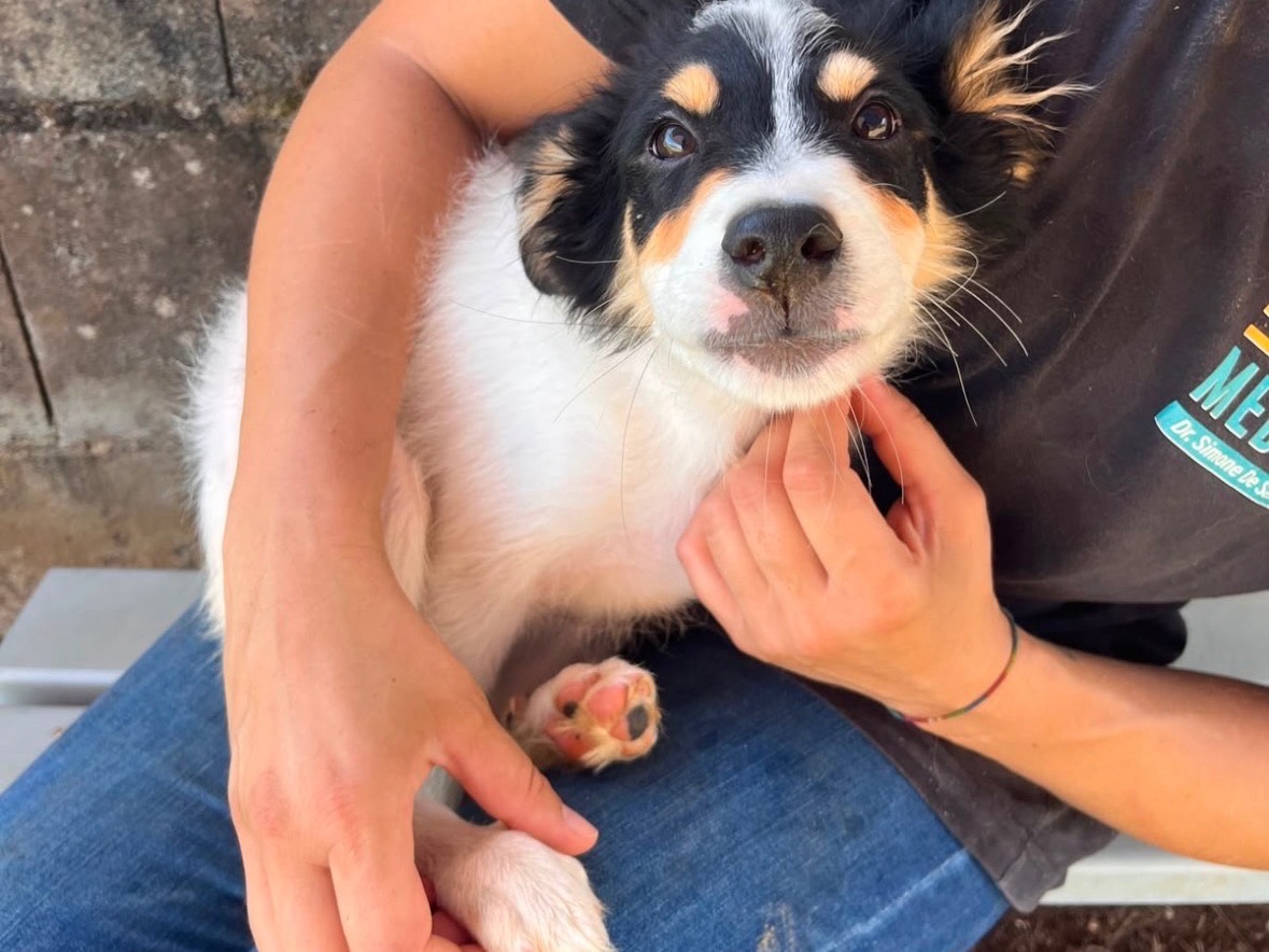 Adozione cane, maschio, Razza sconosciuta Razza sconosciuta, 4 mesi, taglia media contenuta, Frosinone