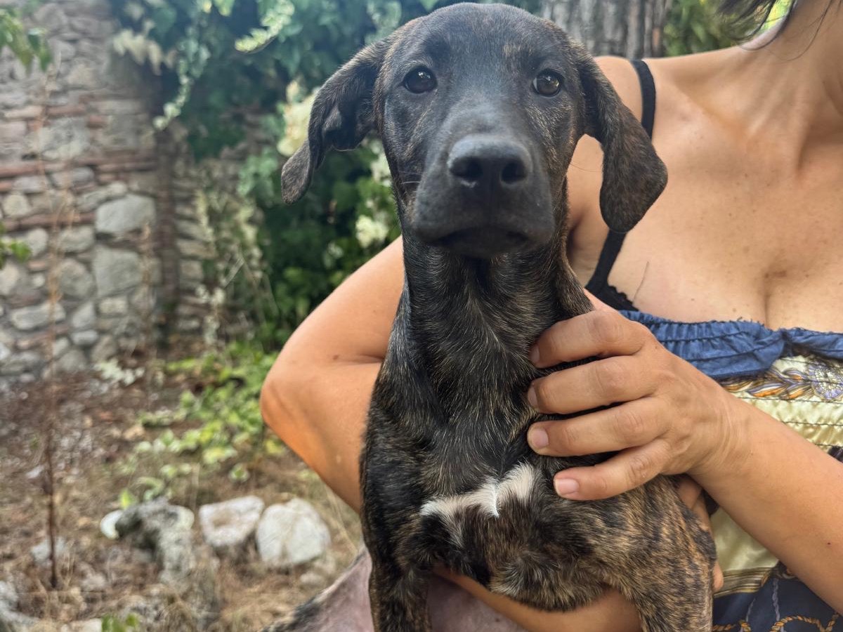 Adozione cane, femmina, Segugio Razza sconosciuta, 4 mesi, taglia media contenuta, Latina