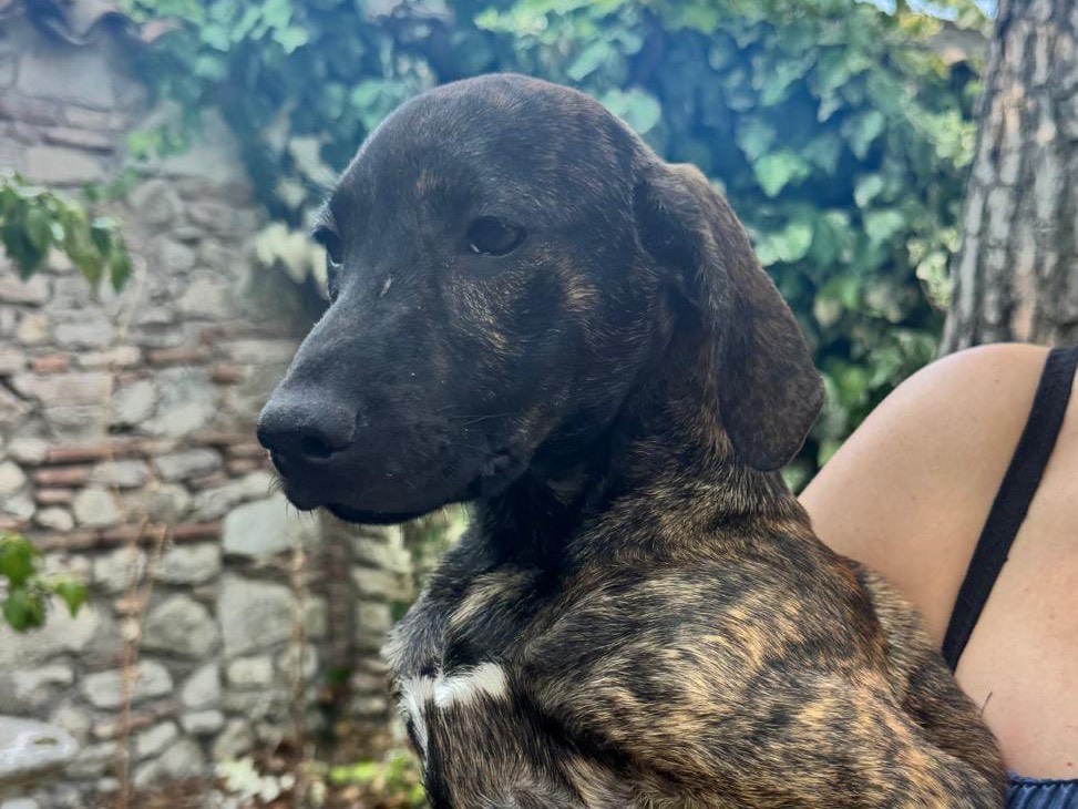 Adotta un cane, femmina, 4 mesi, Latina