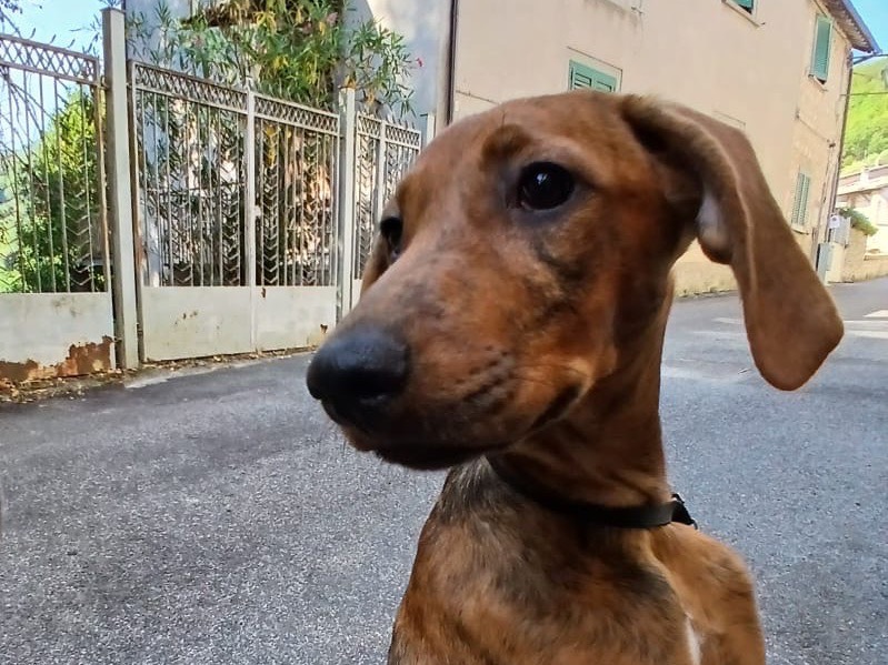 Adozione cane, femmina, Segugio Razza sconosciuta, 4 mesi, taglia media contenuta, Latina