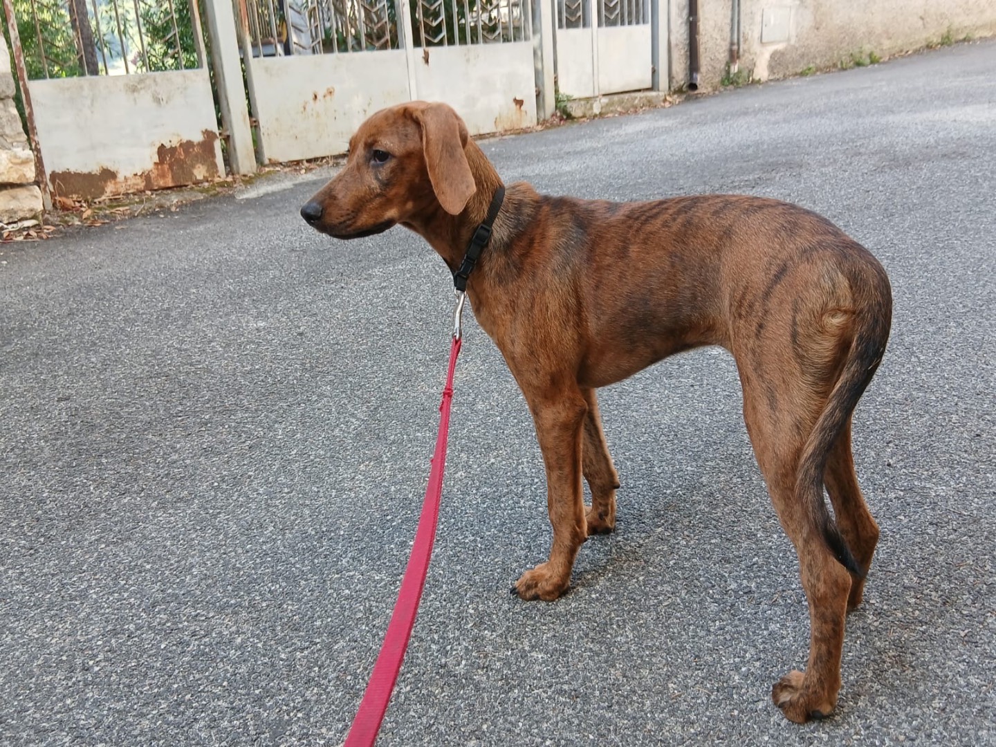 Adotta un cane, femmina, 4 mesi, Latina