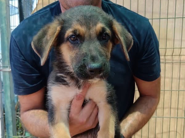 Adozione cane, maschio, Razza sconosciuta Razza sconosciuta, 3 mesi, taglia media, Siracusa