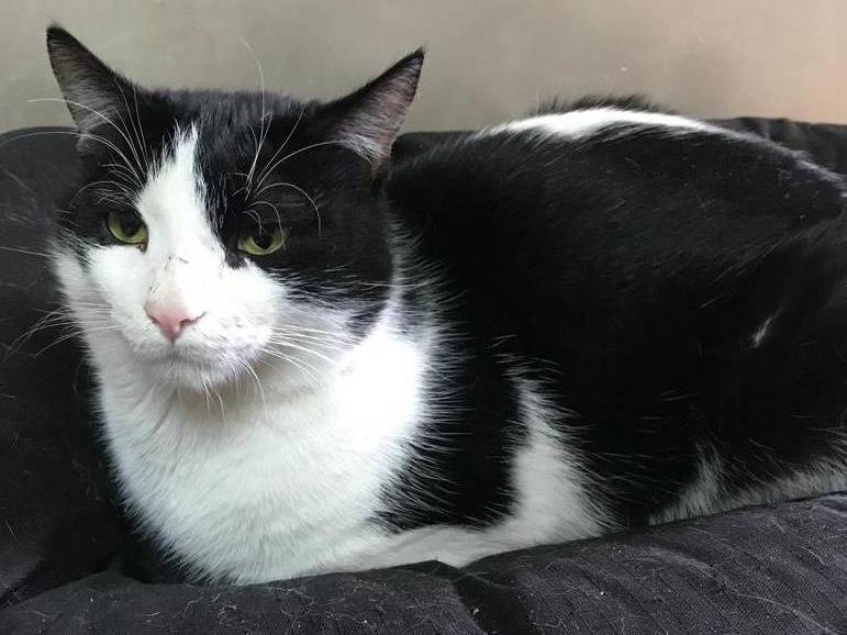 Adozione gatto, maschio, Razza sconosciuta Razza sconosciuta, 6 anni e 7 mesi, taglia non valida, Genova