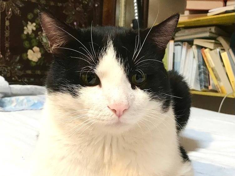 Adotta un gatto, maschio, 6 anni e 7 mesi, Genova