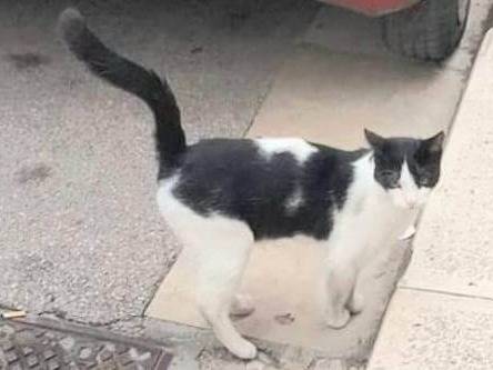 Adotta un gatto, taglia non valida, maschio, Genova