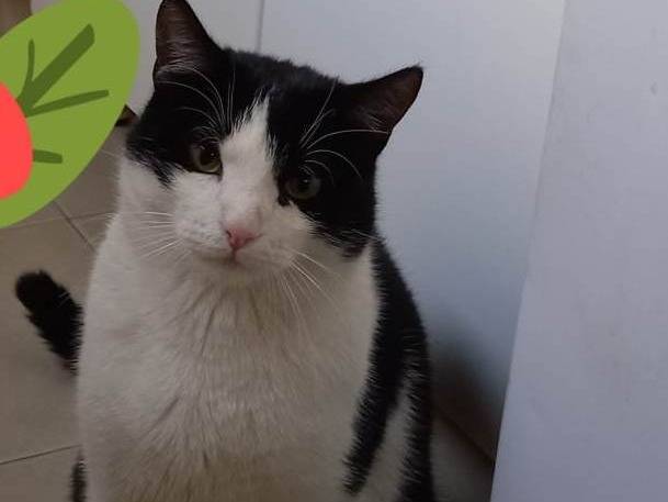 Vuoi adottare un gatto a Genova?